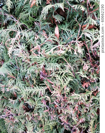 Close up pine leaves. Pattern of dried thuja branches. Close up pine leaves. Pattern of dried thuja branches. 60662190