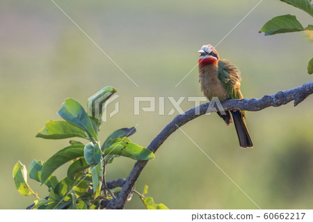 White fronted Bee eater in Kruger National park, White fronted Bee eater in Kruger National park, 60662217