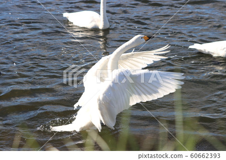 Shiratori, Moka, Tochigi Prefecture 60662393