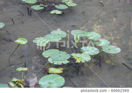 the Beautiful lotuses floating in the green wild the Beautiful lotuses floating in the green wild 60662569