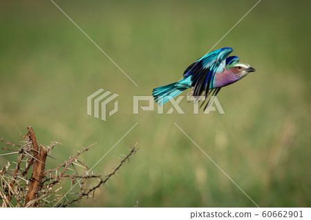 Lilac-breasted roller flies off from thorny branch Lilac-breasted roller flies off from thorny branch 60662901