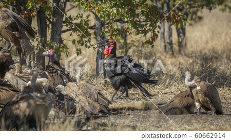Southern Ground Hornbill and vultures in Kruger Southern Ground Hornbill and vultures in Kruger 60662914