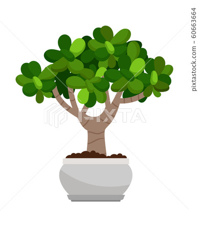 Crassula ovata house plant in pot 60663664