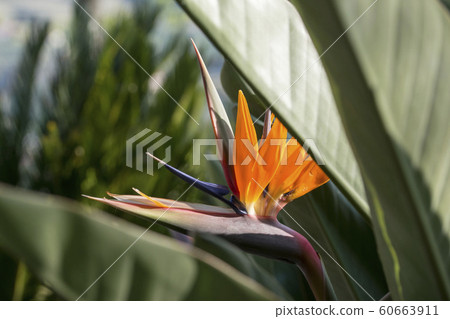 EUROPE PORTUGAL DOURO FLOWER GARDEN 60663911