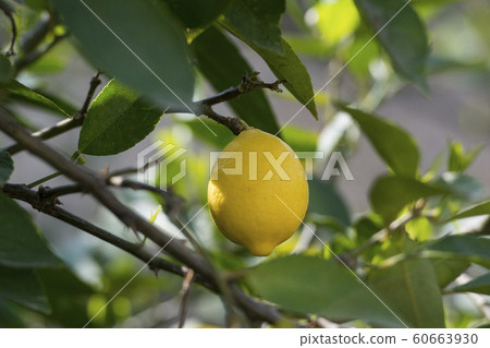 EUROPE PORTUGAL DOURO LEMON PLANTATION EUROPE PORTUGAL DOURO LEMON PLANTATION 60663930