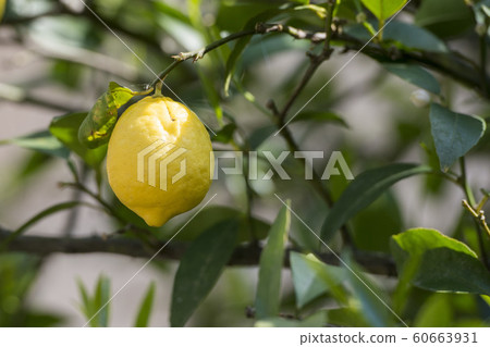 EUROPE PORTUGAL DOURO LEMON PLANTATION 60663931