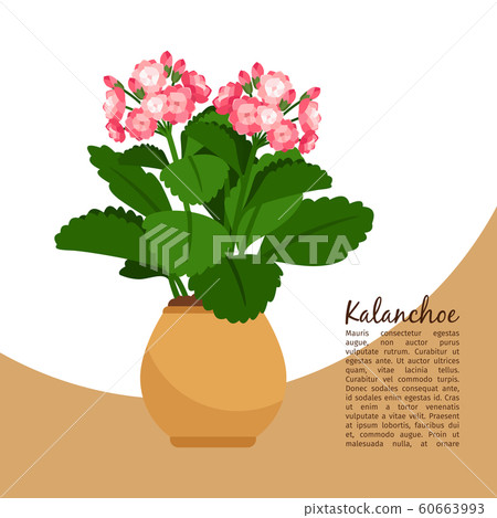 Kalanchoe plant in pot banner 60663993