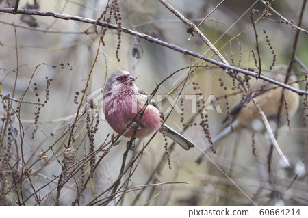 Benimasiko Benimasiko 60664214