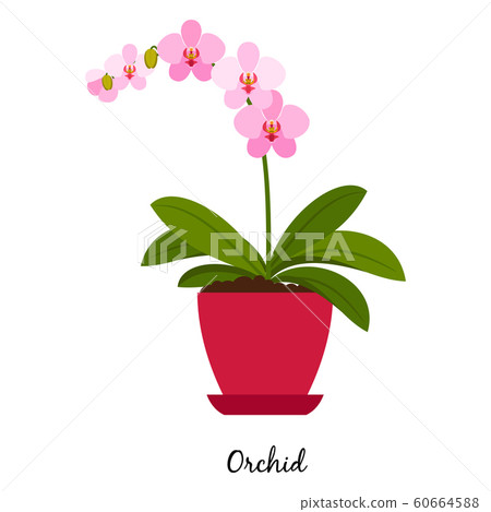 Orchid plant in pot 60664588