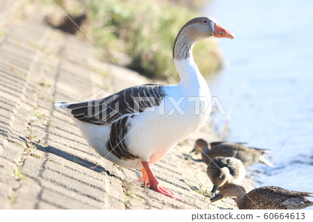 Goose (Moka City, Tochigi Prefecture) Goose (Moka City, Tochigi Prefecture) 60664613