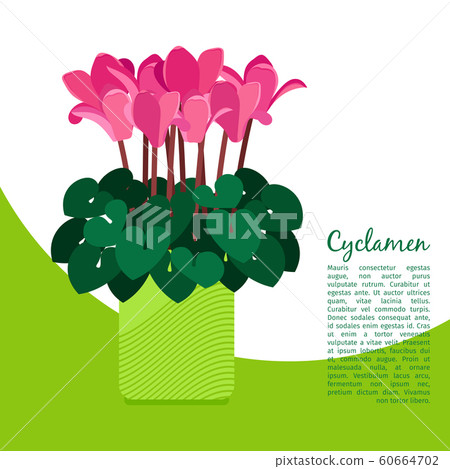 Cyclamen plant in pot banner 60664702