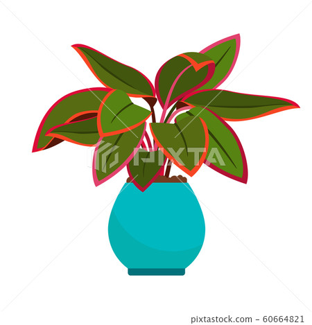 Aglaonema house plant 60664821