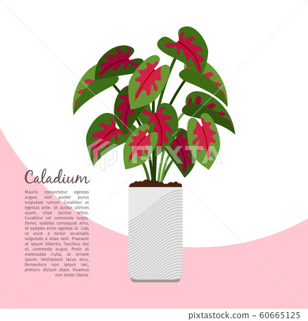 Caladium indoor plant in pot banner 60665125