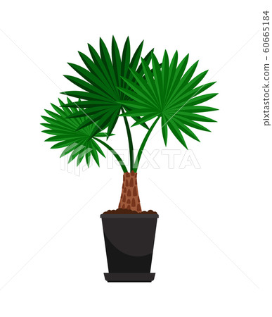 Washingtonia house plant in flower pot 60665184