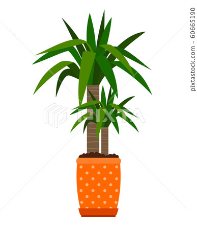 Yucca houseplant in flower pot 60665190