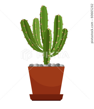 Cactus in ceramic pot 60665282