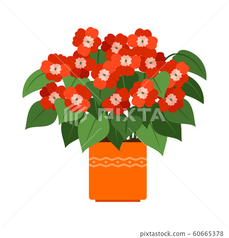 Impatiens house plant in flower pot 60665378