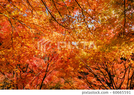 Maple Lake Autumn Leaves: Momiji Minowa-cho, Kamiina-gun Maple Lake Autumn Leaves: Momiji Minowa-cho, Kamiina-gun 60665591