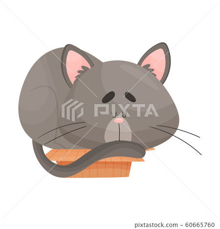 Cat Sleeping in Cardboard Box Vector Illustration. Kitty Inside Carton Box 60665760