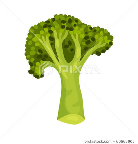Broccoli Vegetable Isolated on White Background Vector Cooking Ingredient 60665903