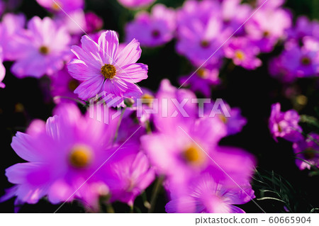Beautiful pink cosmos flower blooming in the garden. Beautiful pink cosmos flower blooming in the garden. 60665904