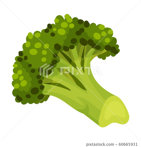 Broccoli Vegetable Isolated on White Background Vector Cooking Ingredient Broccoli Vegetable Isolated on White Background Vector Cooking Ingredient 60665931