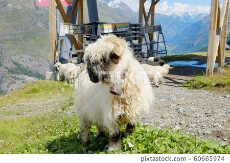 瑞士綿羊谷黑鼻子綿羊 60665974