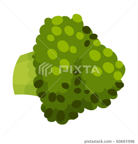 Fresh Broccoli Head Vector Illustration. Green Vegetable for Cooking Purpose 60665996