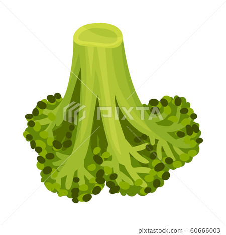 Fresh Broccoli Head Vector Illustration. Green Vegetable for Cooking Purpose Fresh Broccoli Head Vector Illustration. Green Vegetable for Cooking Purpose 60666003