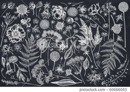 Vector set of hand drawn chalk shepherd's purse, heather, fern, wild garlic, clover, globethistle, gentiana, astilbe, craspedia, lagurus, black caraway, chamomile, dandelion, poppy flower, lily of the 60666083