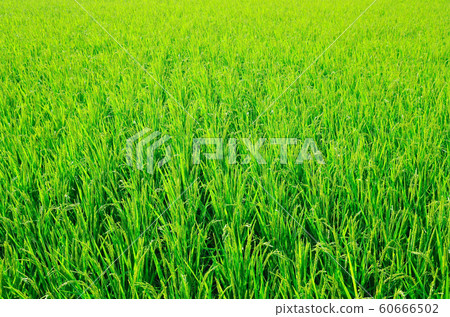 夏天稻田 60666502