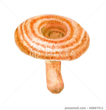 Watercolor edible mushroom 60667411