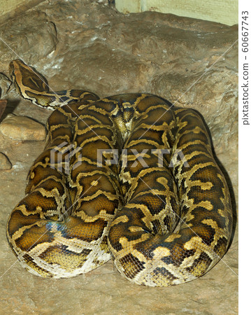 Head burmese python in body on soil at thailand 60667743
