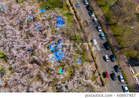 五棱郭五棱郭公園春天櫻花晴天函館市北海道日本鳥瞰鳥瞰鳥瞰圖多彩 五棱郭五棱郭公園春天櫻花晴天函館市北海道日本鳥瞰鳥瞰鳥瞰圖多彩 60667987
