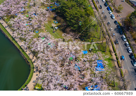 五棱郭五棱郭公園春天櫻花晴天函館市北海道日本鳥瞰鳥瞰鳥瞰圖多彩 五棱郭五棱郭公園春天櫻花晴天函館市北海道日本鳥瞰鳥瞰鳥瞰圖多彩 60667989