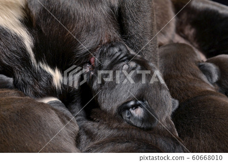 Labrador Retriever puppy 60668010