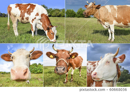 Collage of cows and cattles on the field Collage of cows and cattles on the field 60668036
