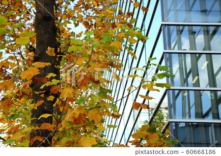 Autumn street trees in Osaka 60668186
