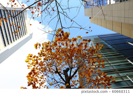 Autumn street trees in Osaka Autumn street trees in Osaka 60668311