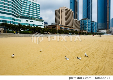 Seagulls on the beach in busan,south korea 60668575