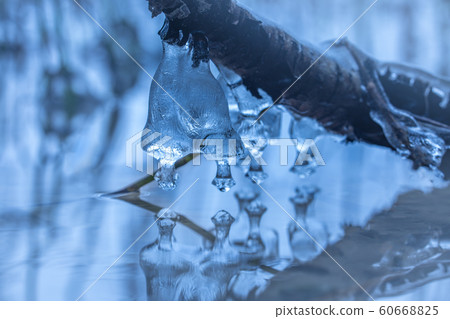 Icicle formations on a branch of a tree over the lake Icicle formations on a branch of a tree over the lake 60668825