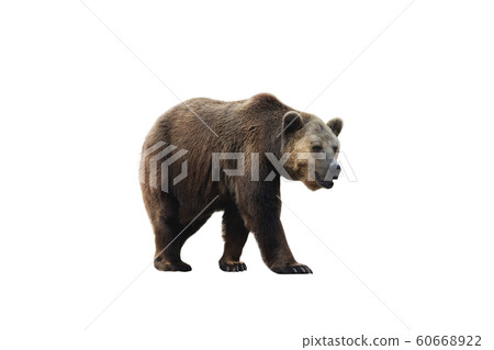 Brown bear (Ursus arctos) isolated on white background. Brown bear (Ursus arctos) isolated on white background. 60668922