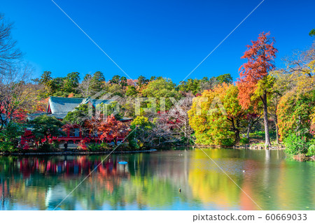 Autumn leaves of Tokyo Inokashira Park Autumn leaves of Tokyo Inokashira Park 60669033