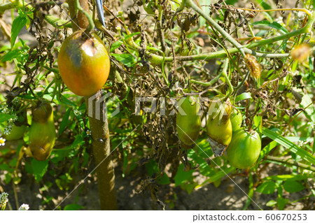 Tomatoes get sick by late blight. Phytophthora infestans. Tomatoes get sick by late blight. Phytophthora infestans. 60670253
