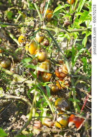 Tomatoes get sick by late blight. Phytophthora infestans. Tomatoes get sick by late blight. Phytophthora infestans. 60670258