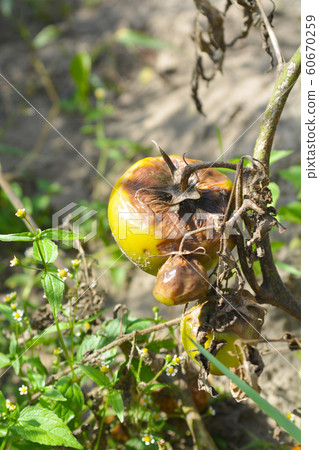 Tomatoes get sick by late blight. Phytophthora infestans. 60670259