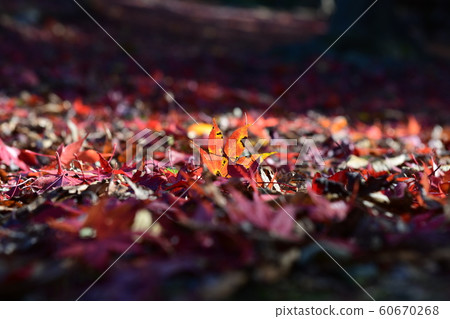 地板上有紅楓葉 地板上有紅楓葉 60670268