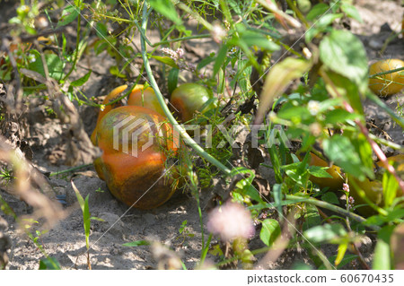 Tomatoes get sick by late blight. Phytophthora infestans. 60670435