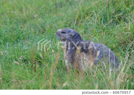 Alpine Marmot Marmota Marmota In The French Alps Stock Photo