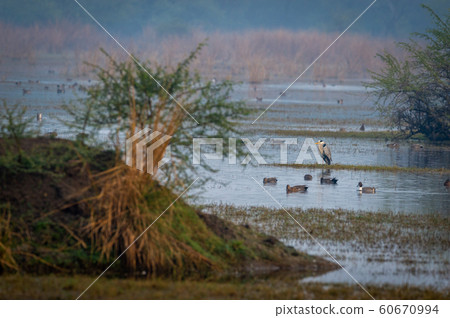 grey heron or Ardea cinerea in a blue water with scenic landscape background in hazy misty cold winter mornings of keoladeo national park, bharatpur, rajasthan, india 60670994